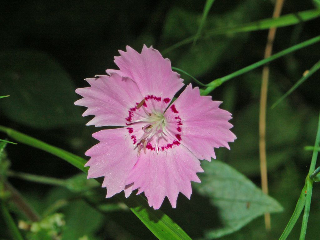Dianthus seguierii / Garofano di Seguier